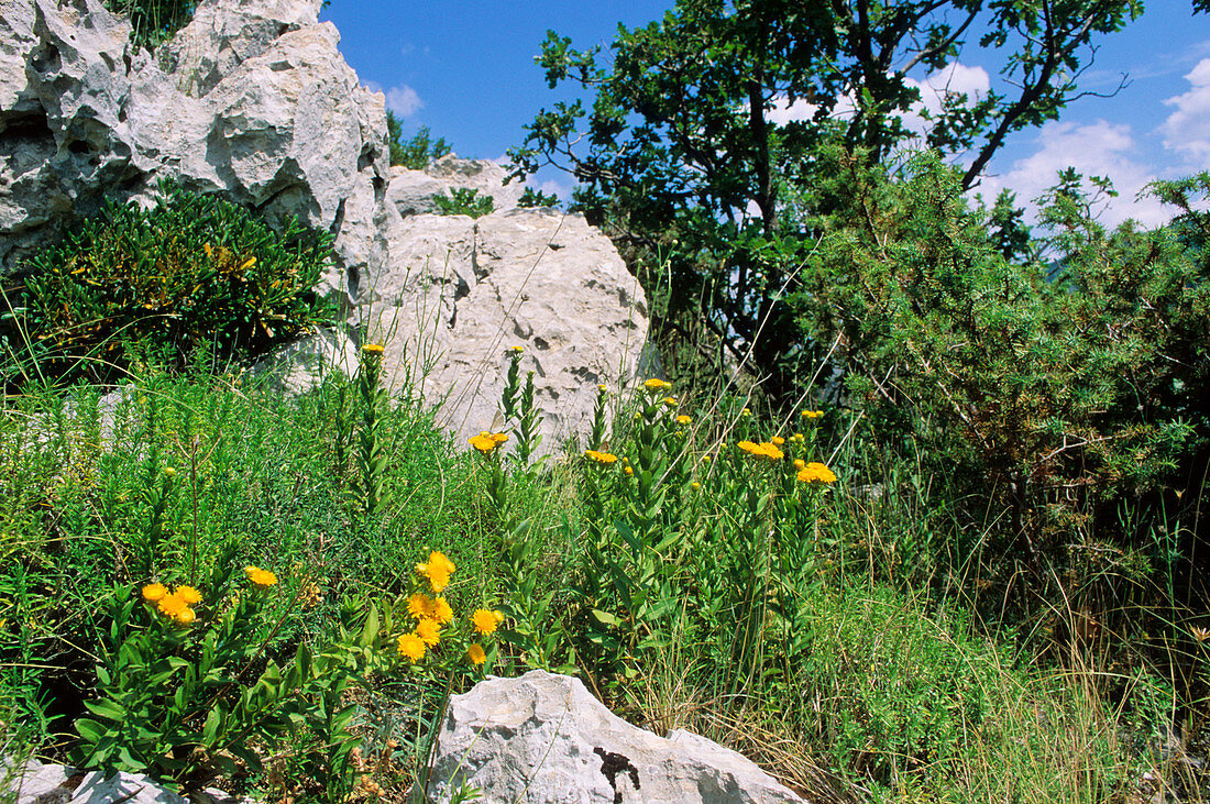 Yellowhead (Inula spiraefolia)