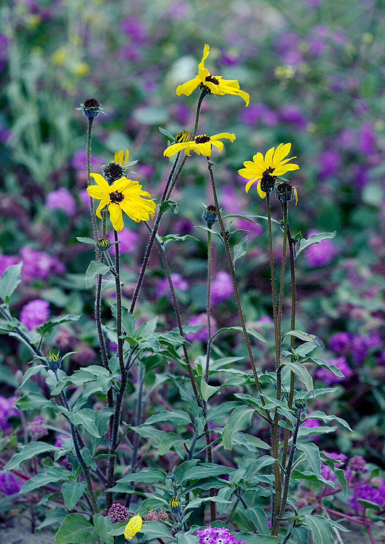 Prairie sunflower (Helianthus petiolaris)