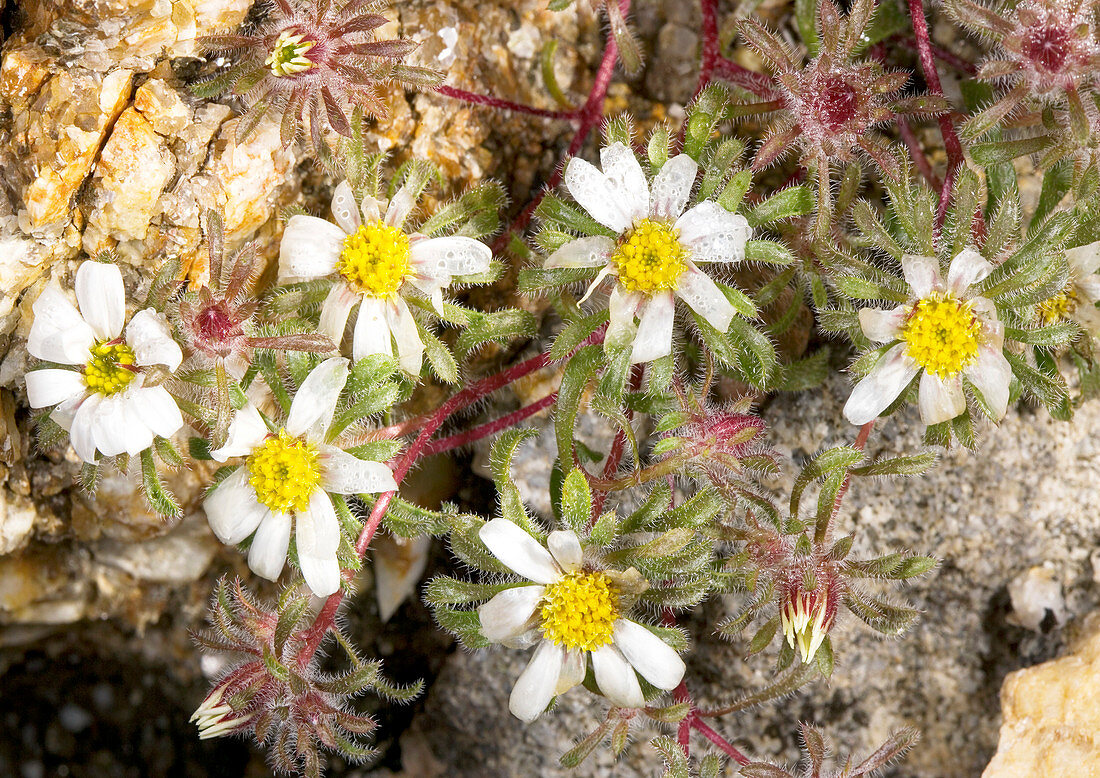 Mojave desertstar (Monoptilon bellioides)