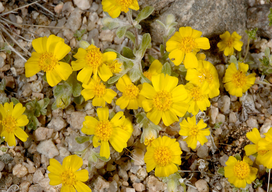 Woolly daisy (Eriophyllum wallacei)