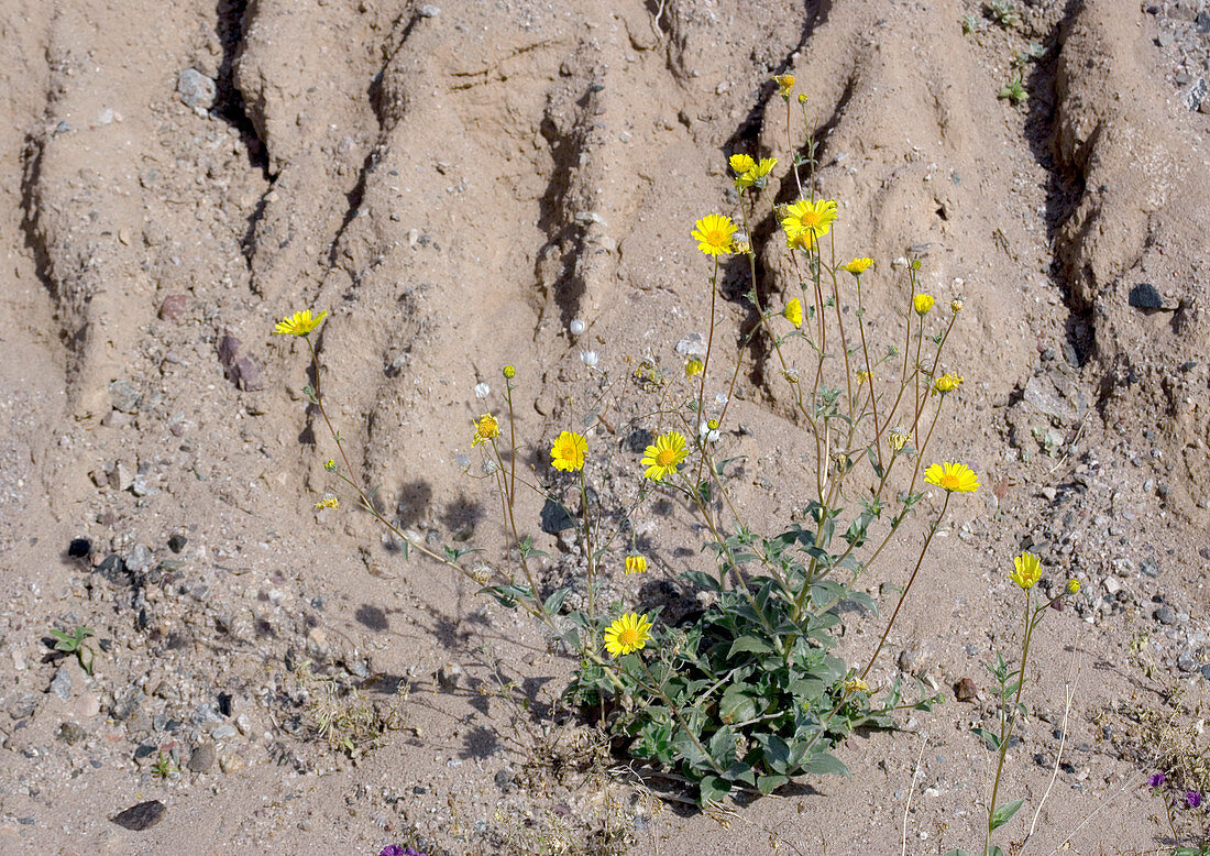 Desert sunflower (Geraea canescens)