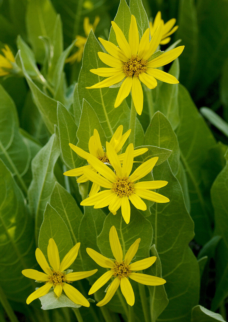 Woolly mule ears (Wyethia mollis)