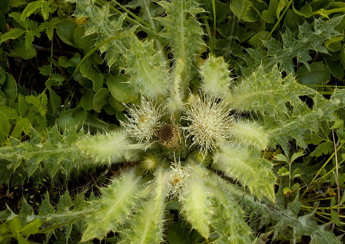 Drummond's thistle (Cirsium scariosum)