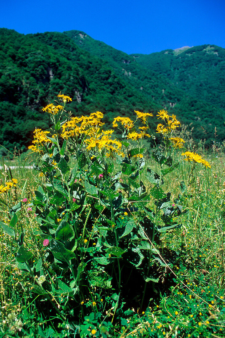 Senecio cordatus