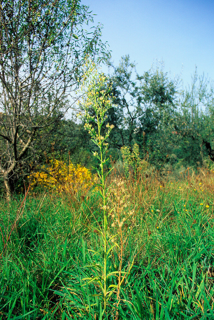 Canadian horseweed (conyza canadensis)