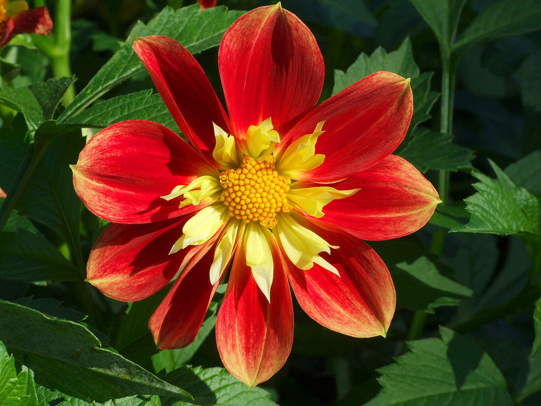 Dahlia flower (Dahlia 'Amea')