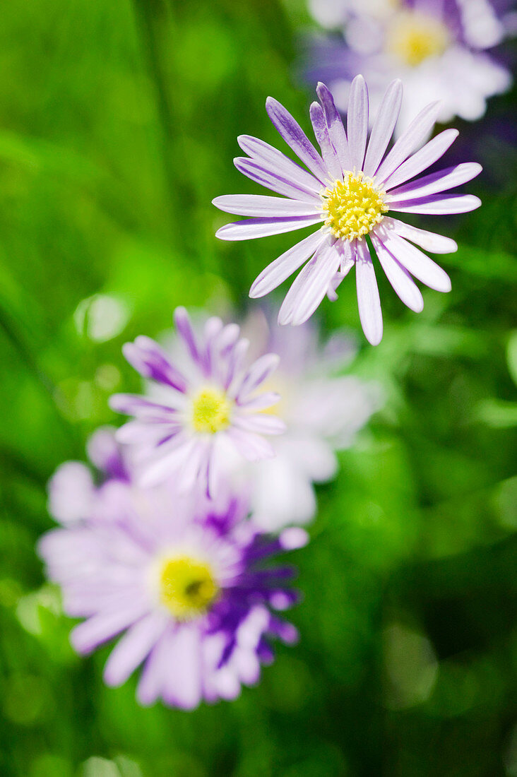 Aster flowers (Aster sp.)