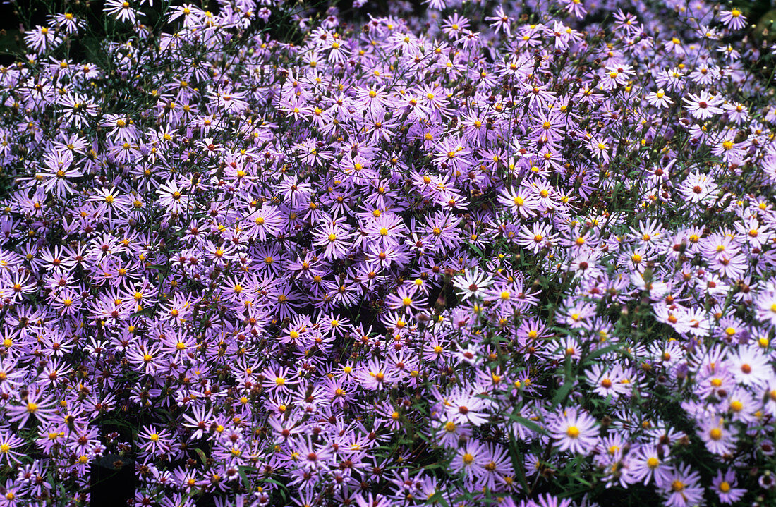 Aster flowers (Aster turbinellus)
