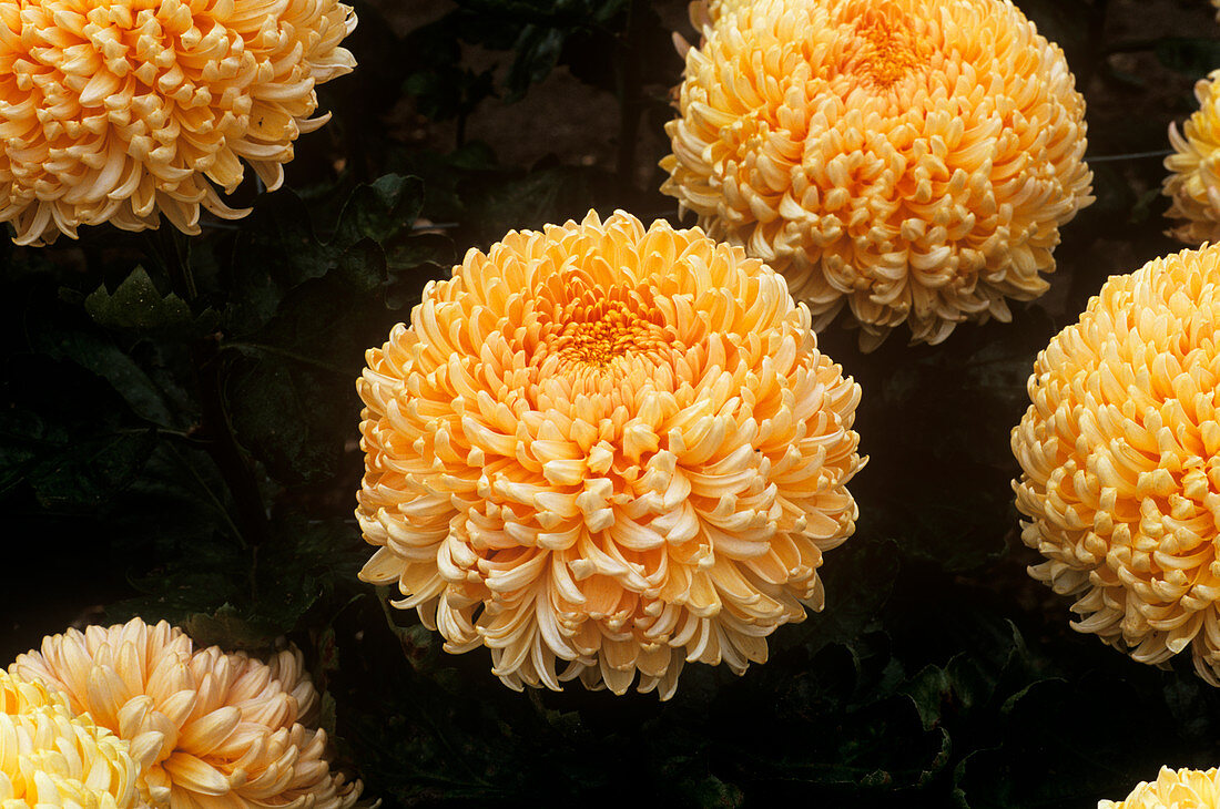 Chrysanthemum 'Angora'