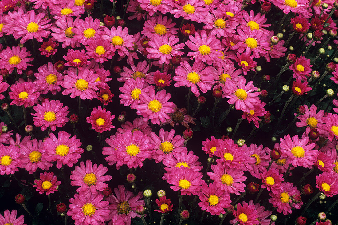 Chrysanthemum 'Chorus'