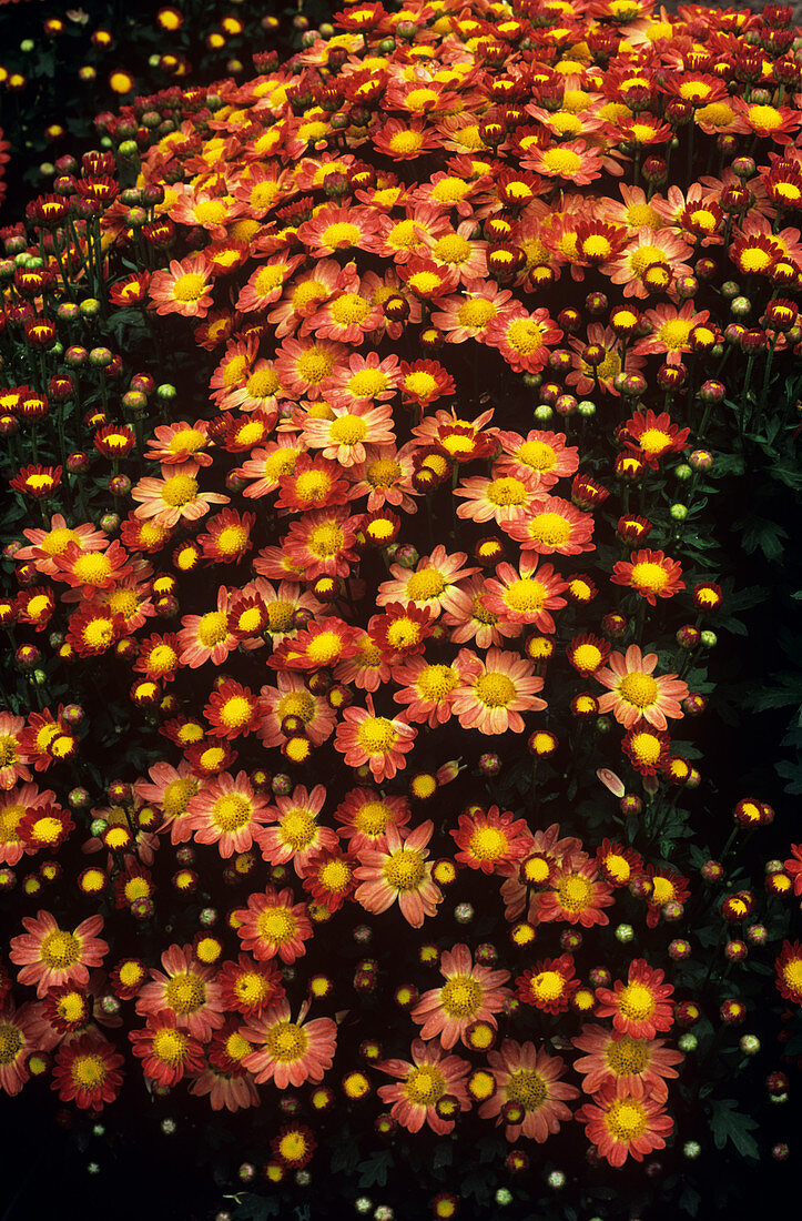 Chrysanthemum 'Boulevard Bronze'