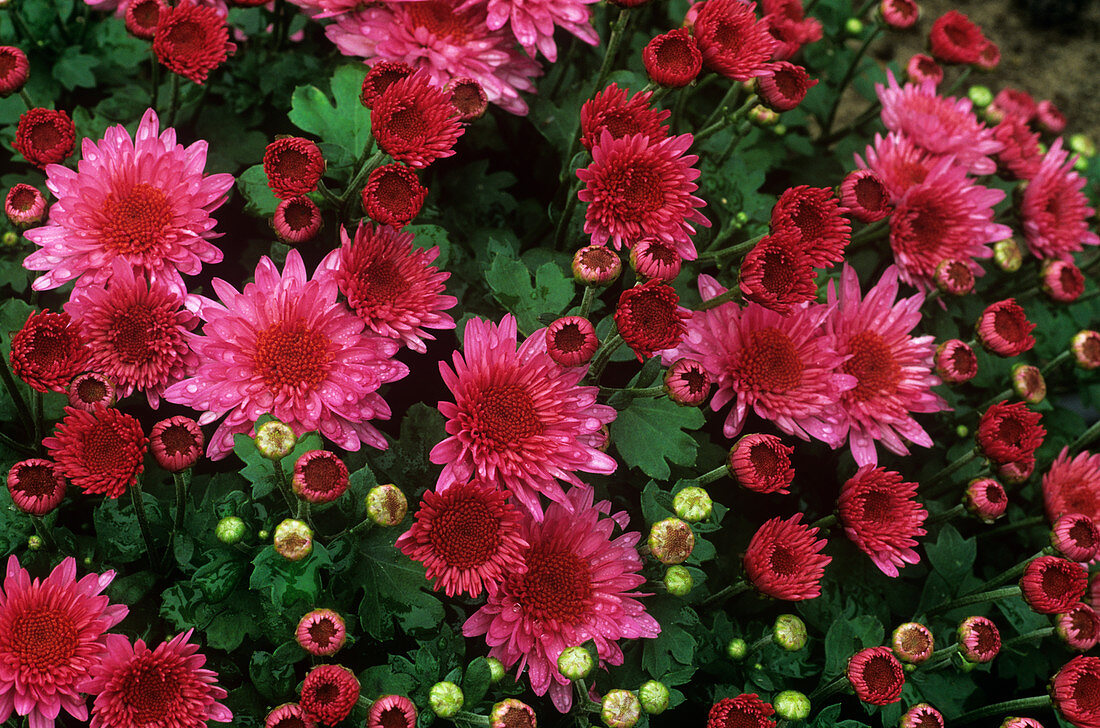 Chrysanthemum 'Nina'