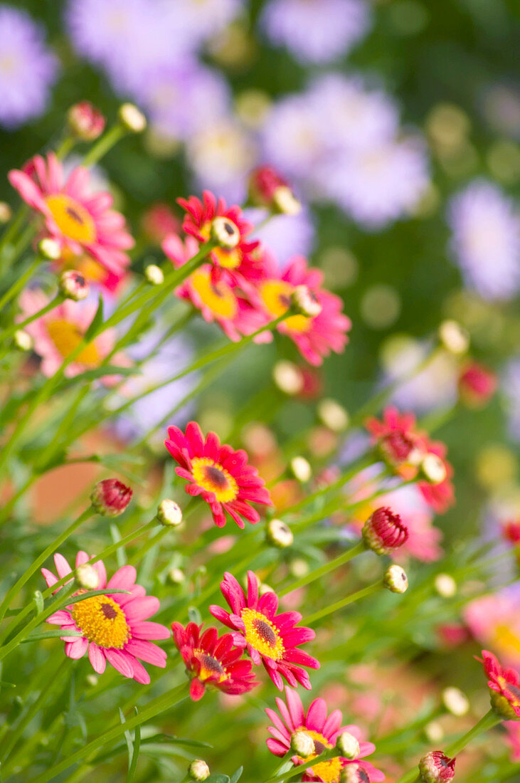 Red marguerite (Argyranthemum frutescens)