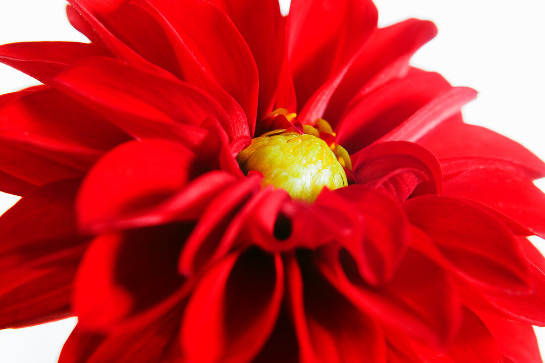 Dahlia (Dahlia sp.)