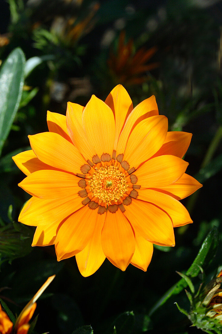 Treasure flower (Gazania 'Kiss Orange')