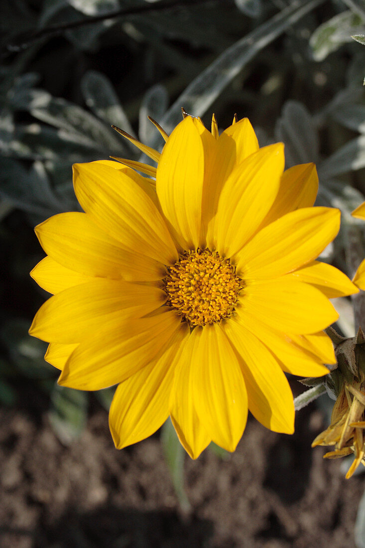 Treasure flower (Gazania 'Talent Yellow')