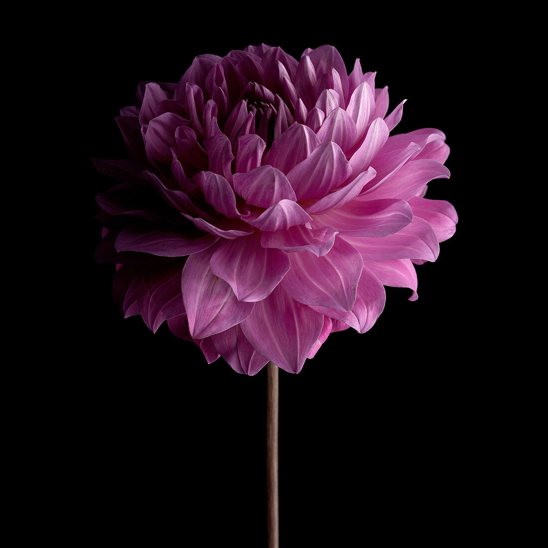 Dahlia flower (Dahlia sp.)