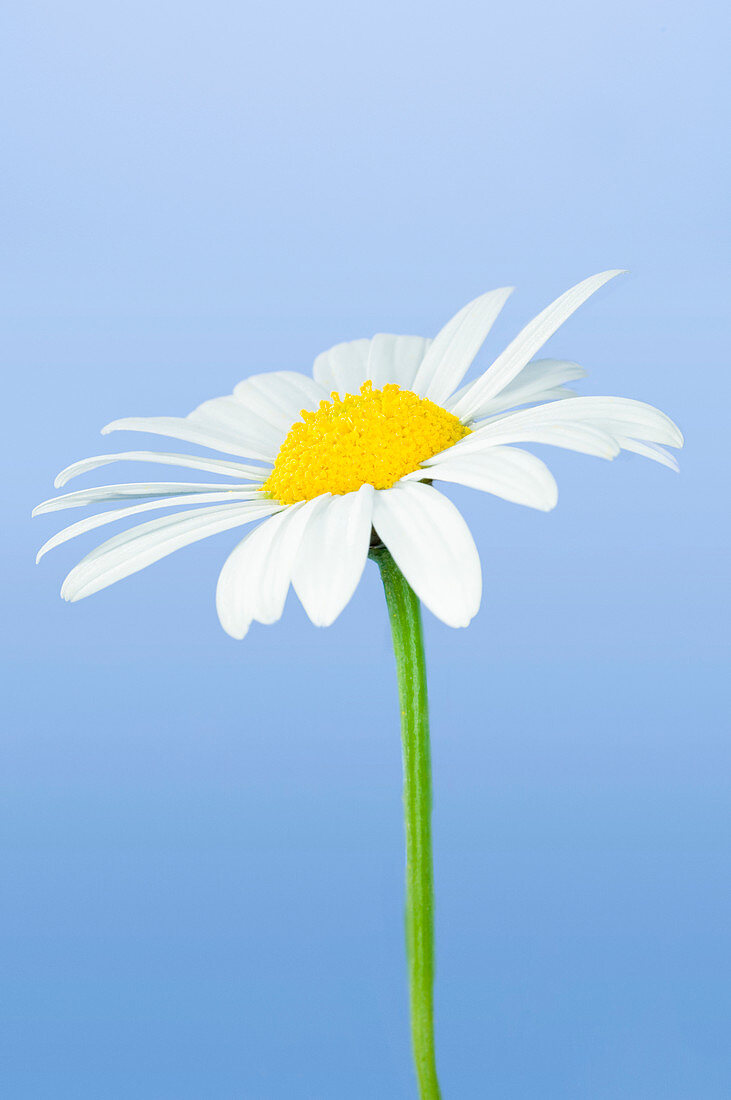 Daisy flower (Bellis perennis)