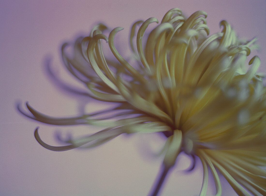 Chrysanthemum flower (Chrysanthemum sp.)