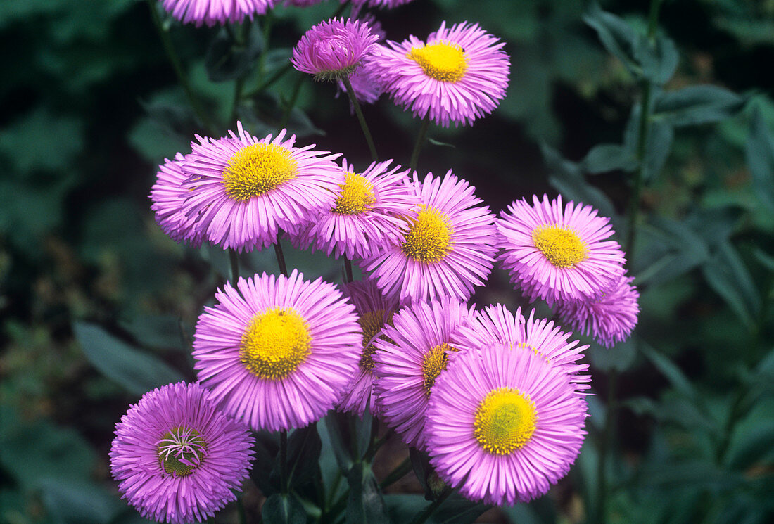 Fleabane flowers (Erigeron 'Rosa Juwel')