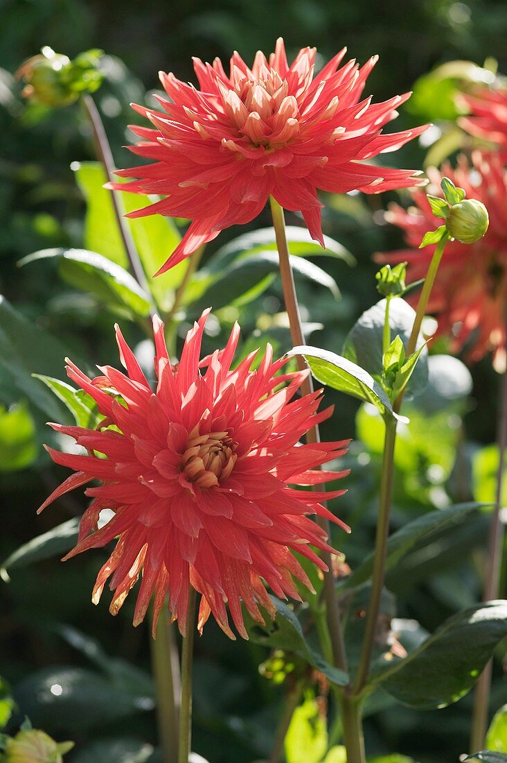 Dahlia flowers (Dahlia sp.)