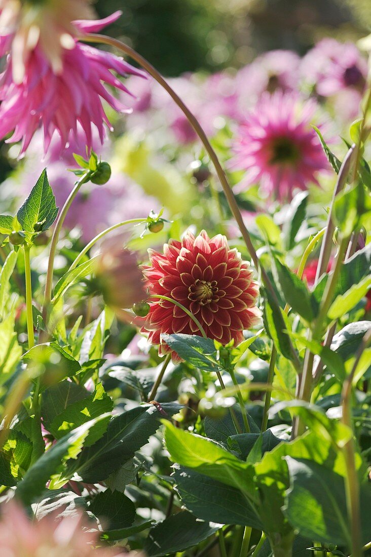 Dahlia flowers (Dahlia sp.)