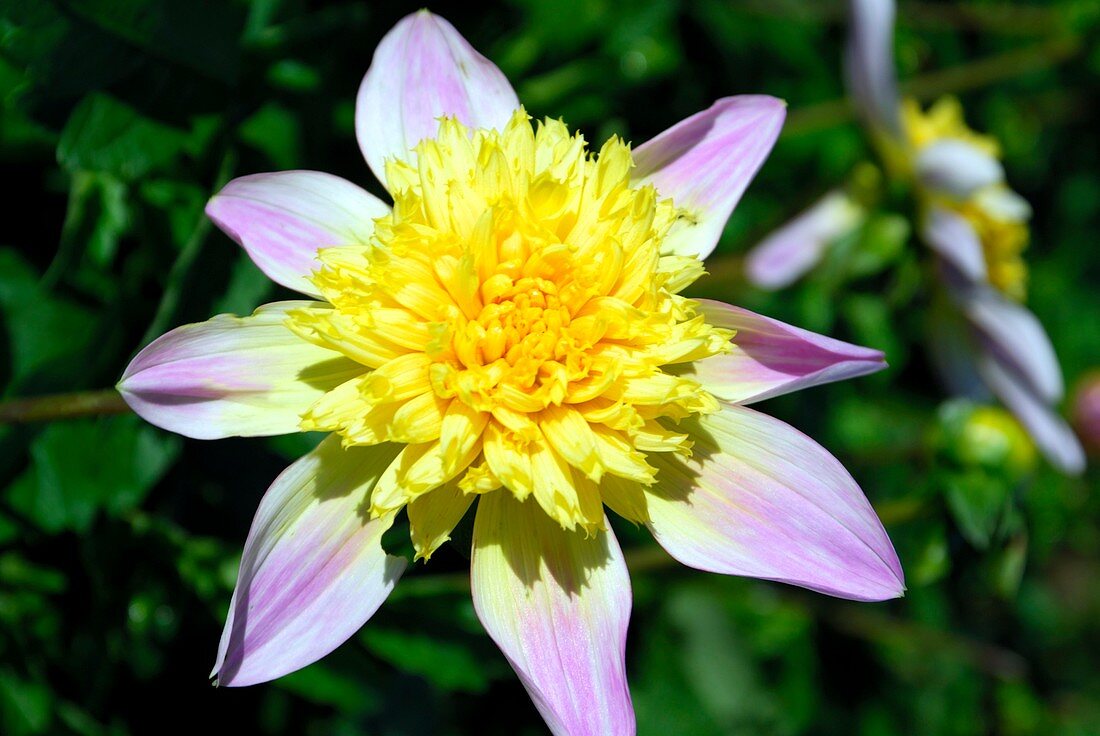 Dahlia 'Ryecroft Marge'