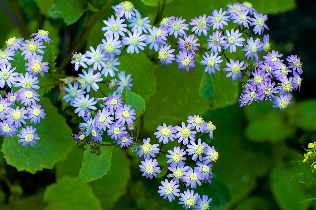 Cineraria flowers