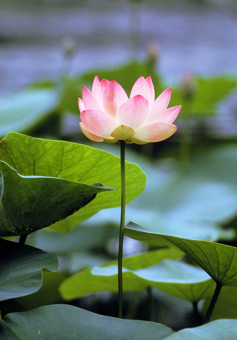 Flower of sacred lotus,Nelumbo nucifera