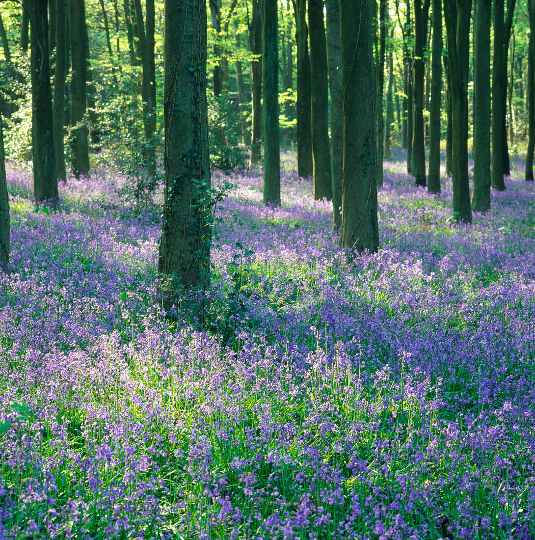 Carpet of bluebells in a wood