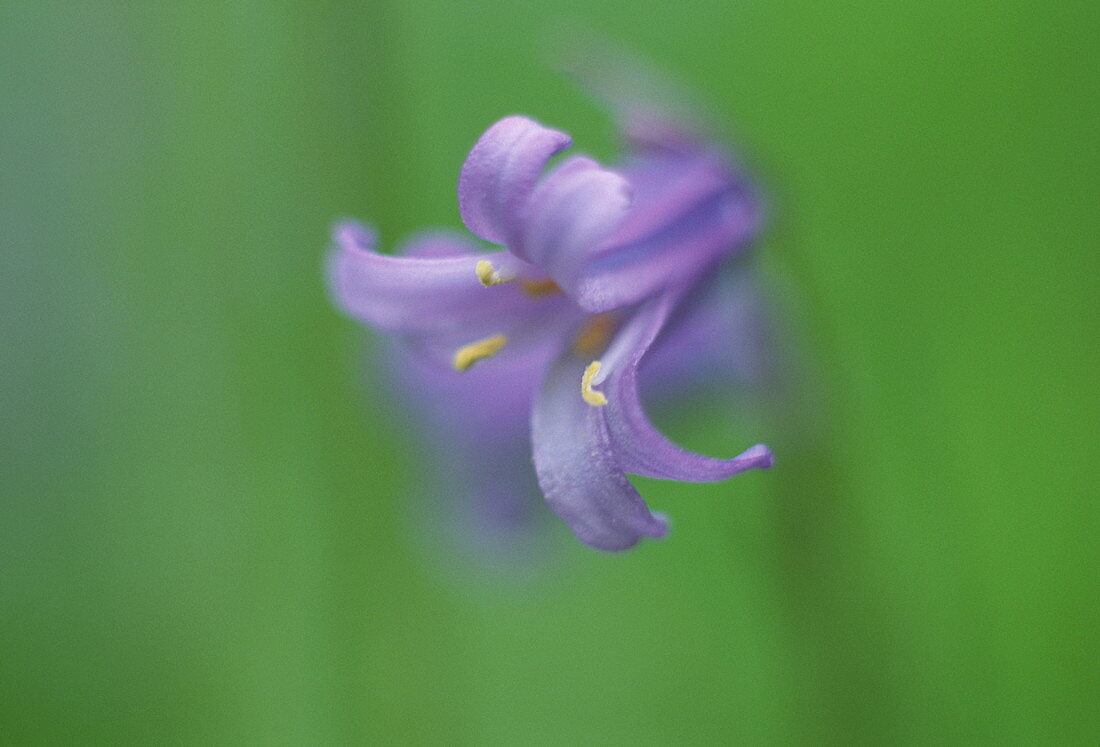 Bluebell flower