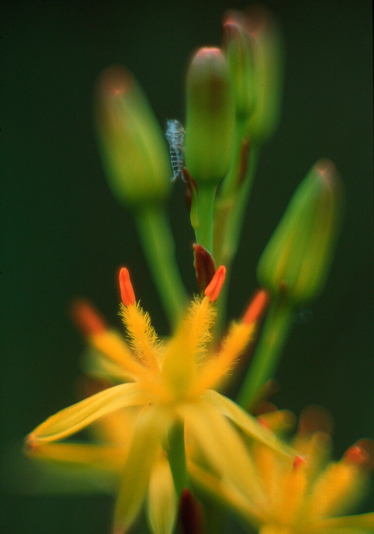 Bog asphodel flower