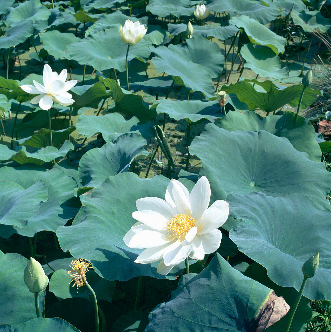 Sacred lotus flowers