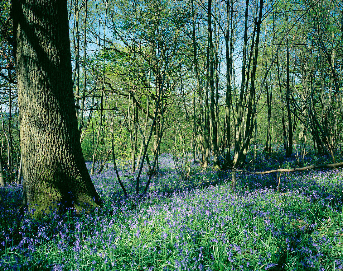 Bluebells