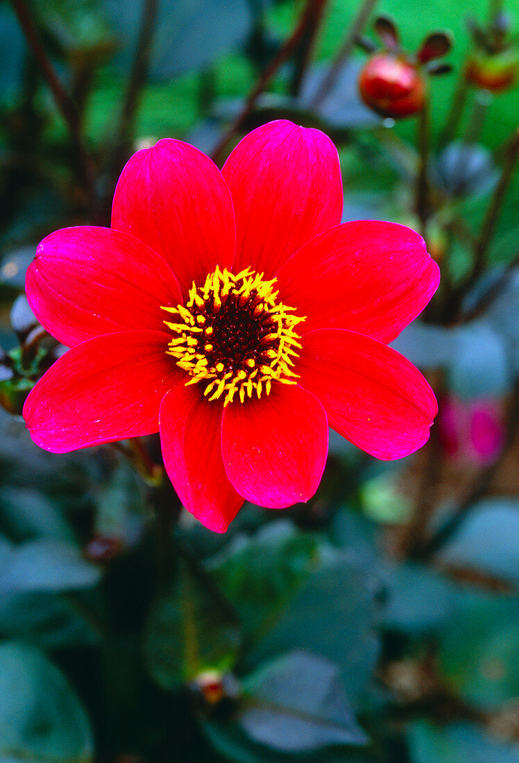 Dahlia flower (Dahlia 'Roxy')