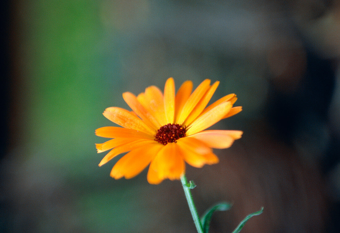 African daisy (Osteospermum sp.)