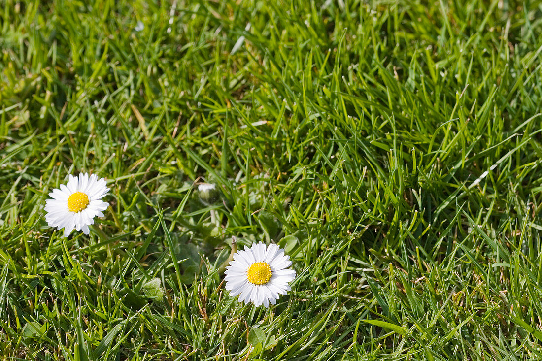 Common daisies (Bellis perennis)