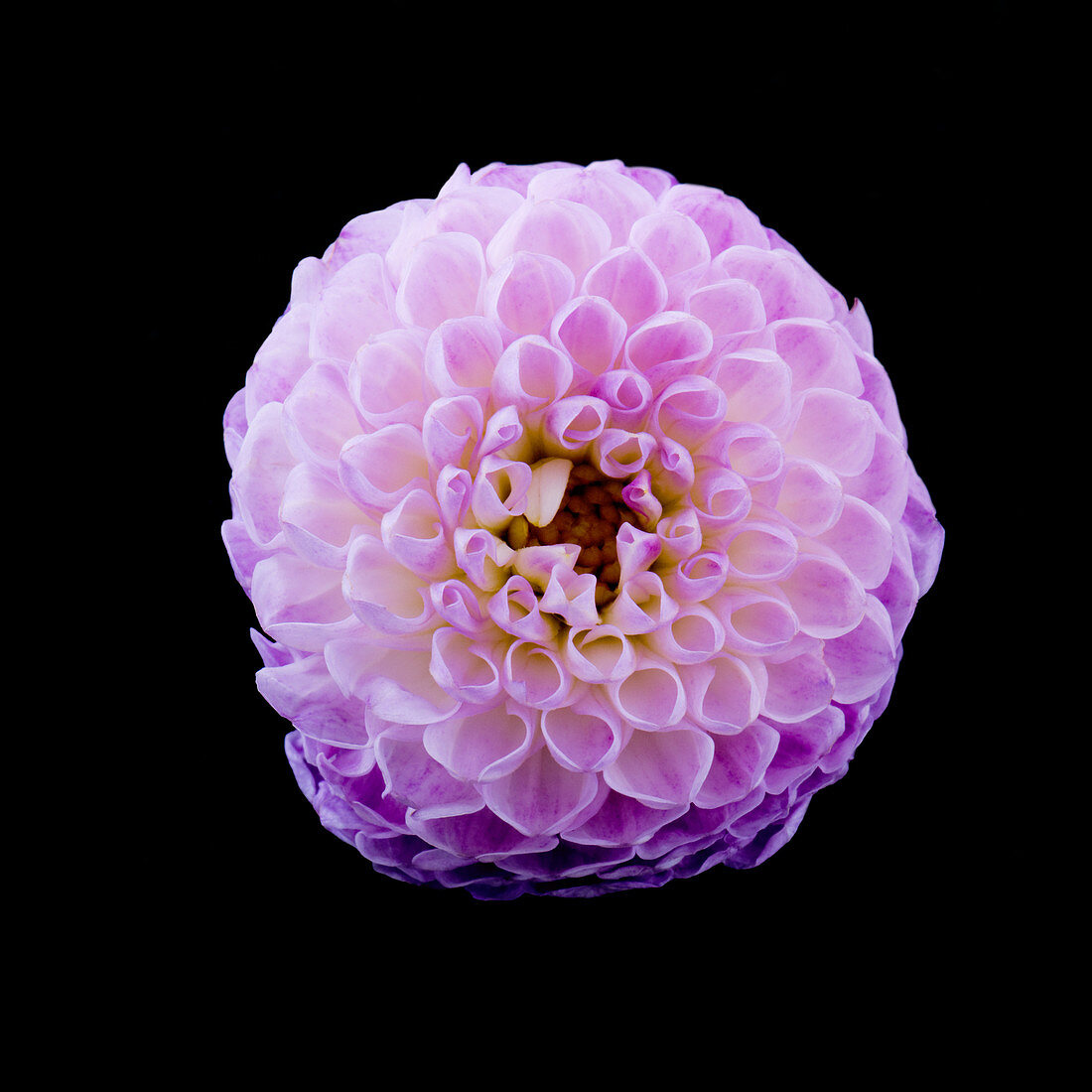 Dahlia flower (Dahlia sp.)