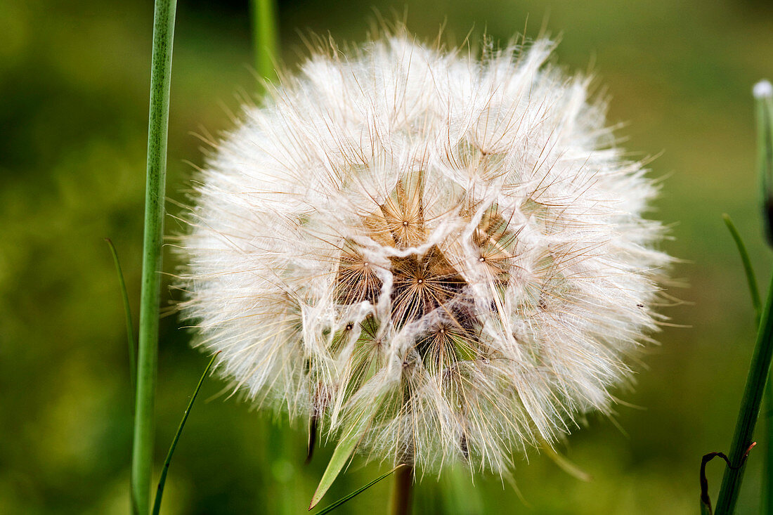 Goat's beard (Tragopogon pratensis)