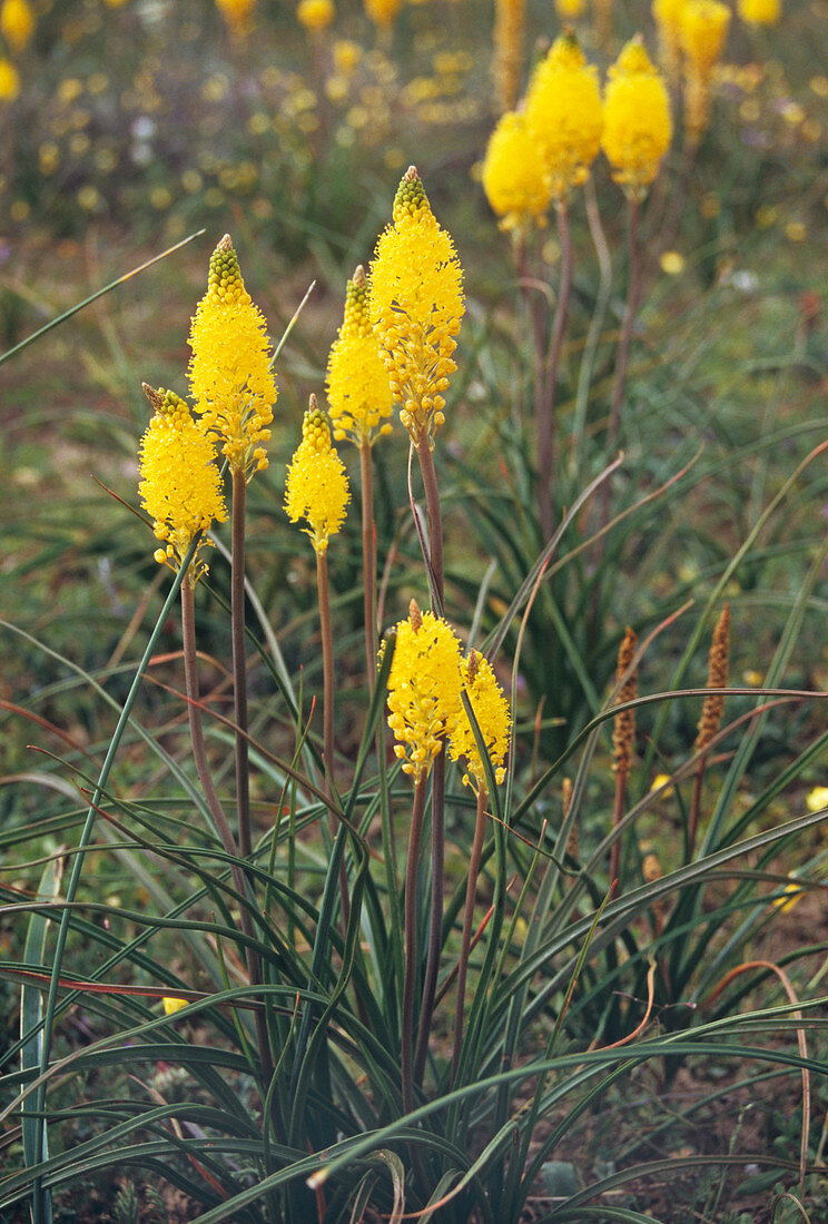 Marsh bulbinella flowers