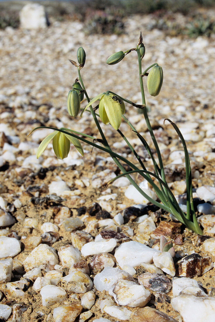 Albuca spiralis in flower