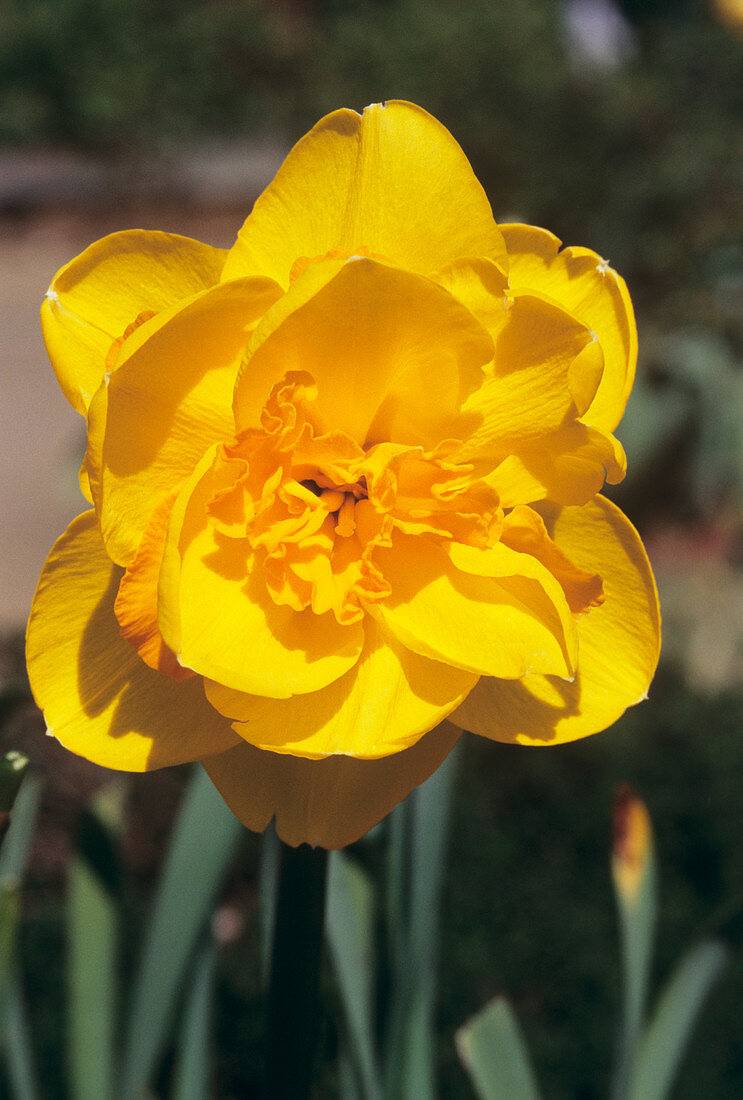Daffodil flower (Narcissus 'Monza')