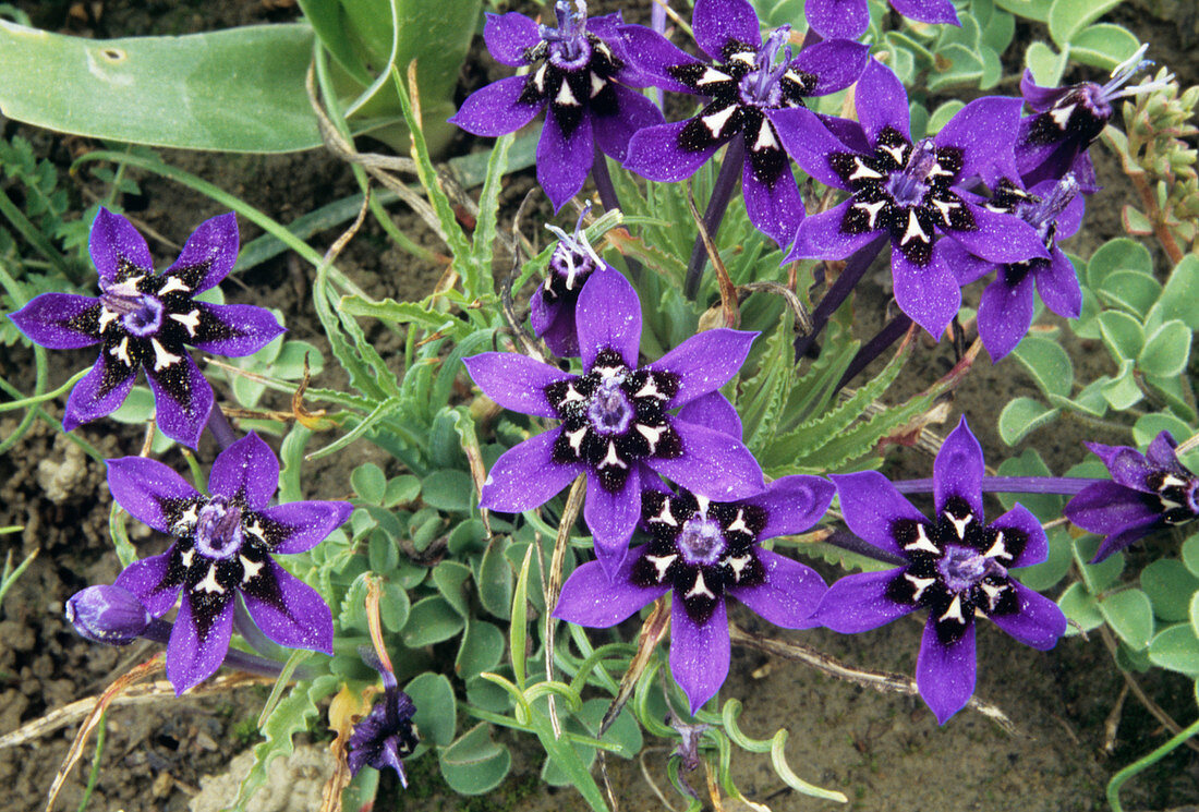Lapeirousa flowers