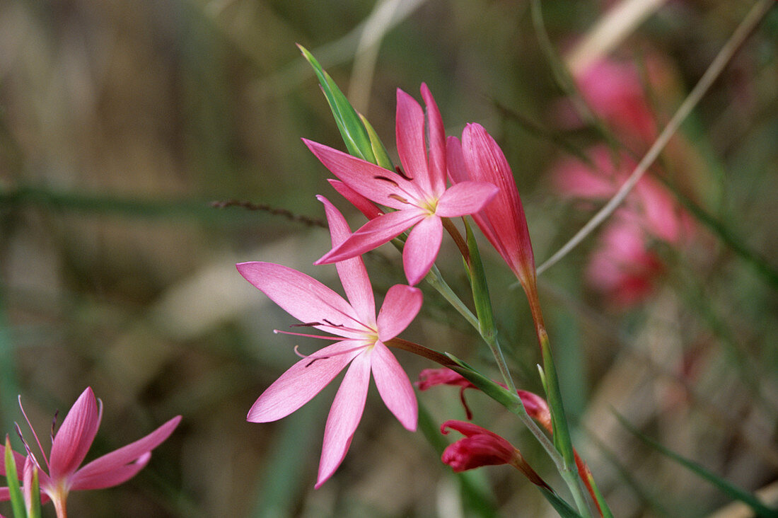 Kaffir lily flowers