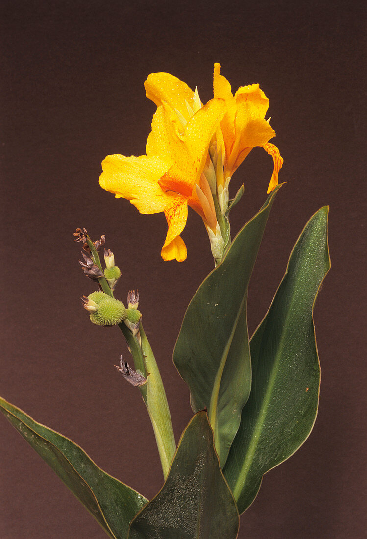 Canna lily 'Yara' flower