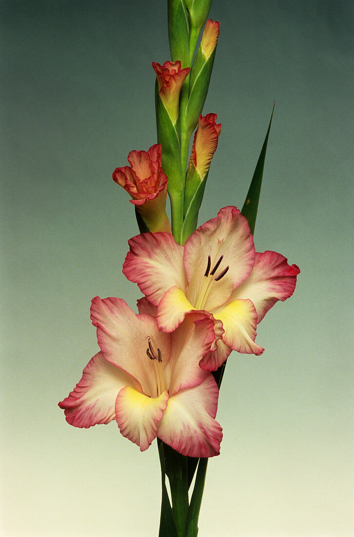 Gladiolus 'Priscilla' flowers