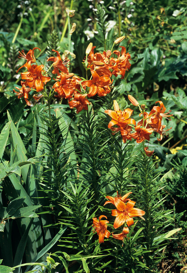 Tiger lily flowers