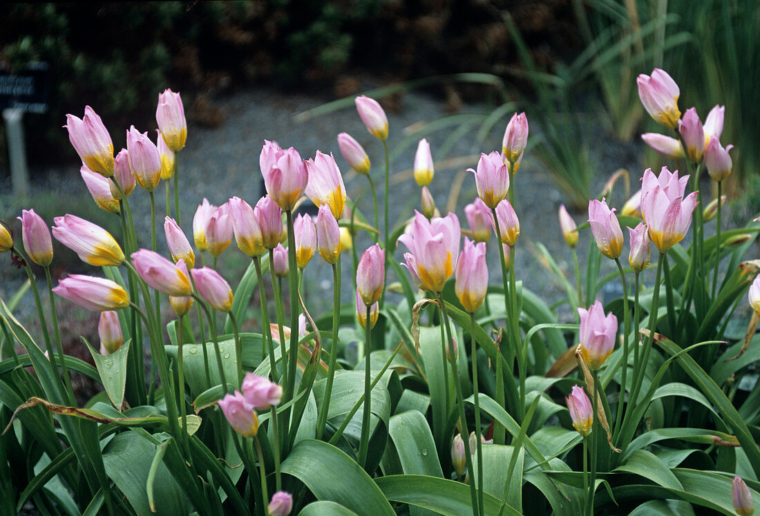 Candia tulip flowers