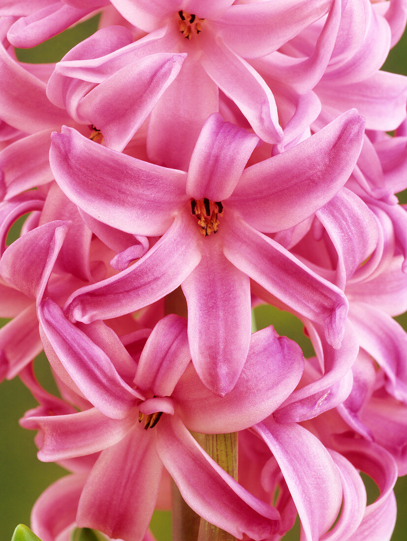 Hyacinth 'Pink Pearl' flowers