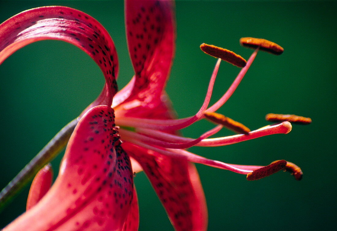Lily flower (Lilium sp.)
